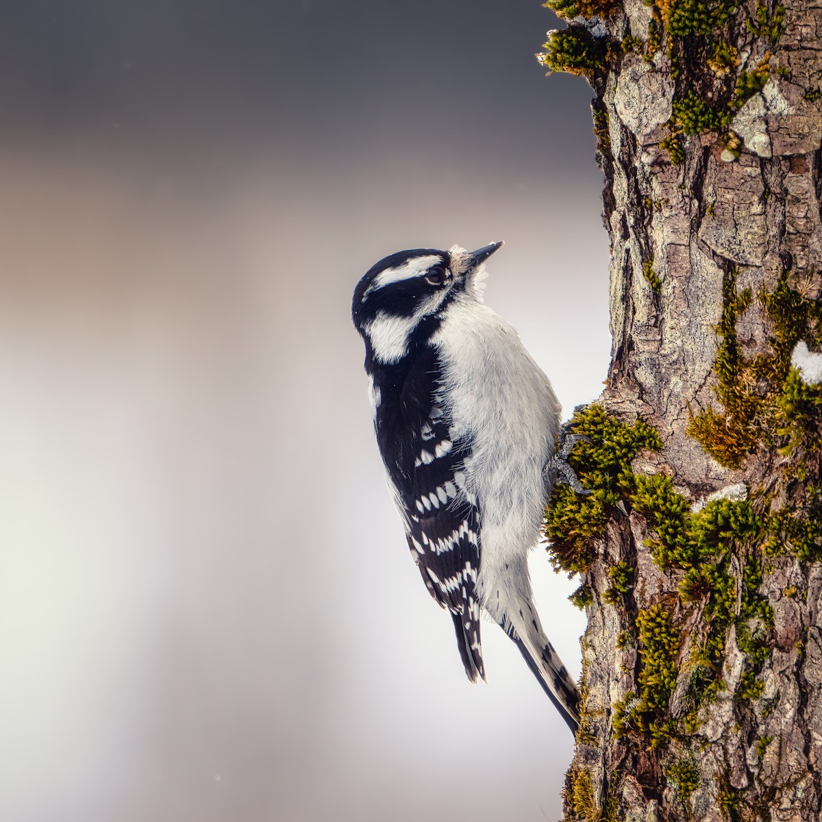 Downy Woodpecker - RICH BOWMAN