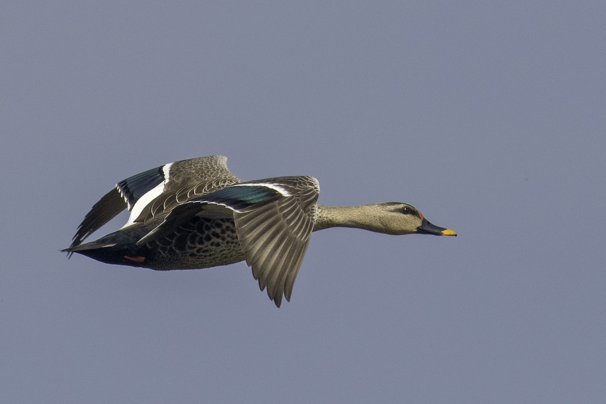 Indian Spot-billed Duck - ML217736201