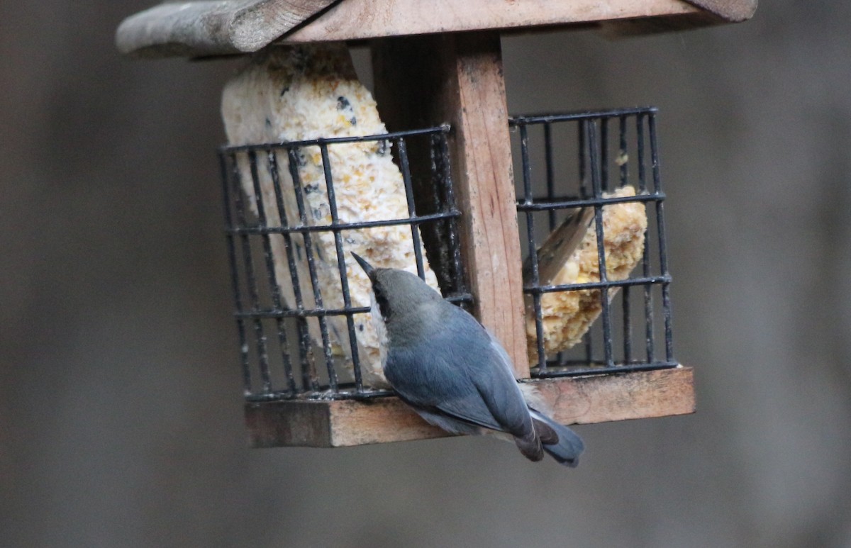 Pygmy Nuthatch - ML217737271