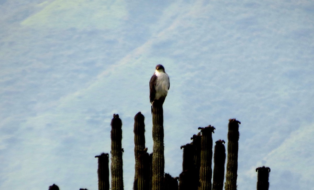 Variable Hawk - Fernando Angulo - CORBIDI