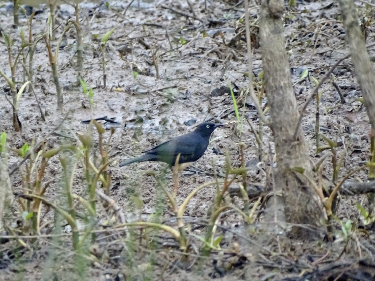 Rusty Blackbird - ML217738601