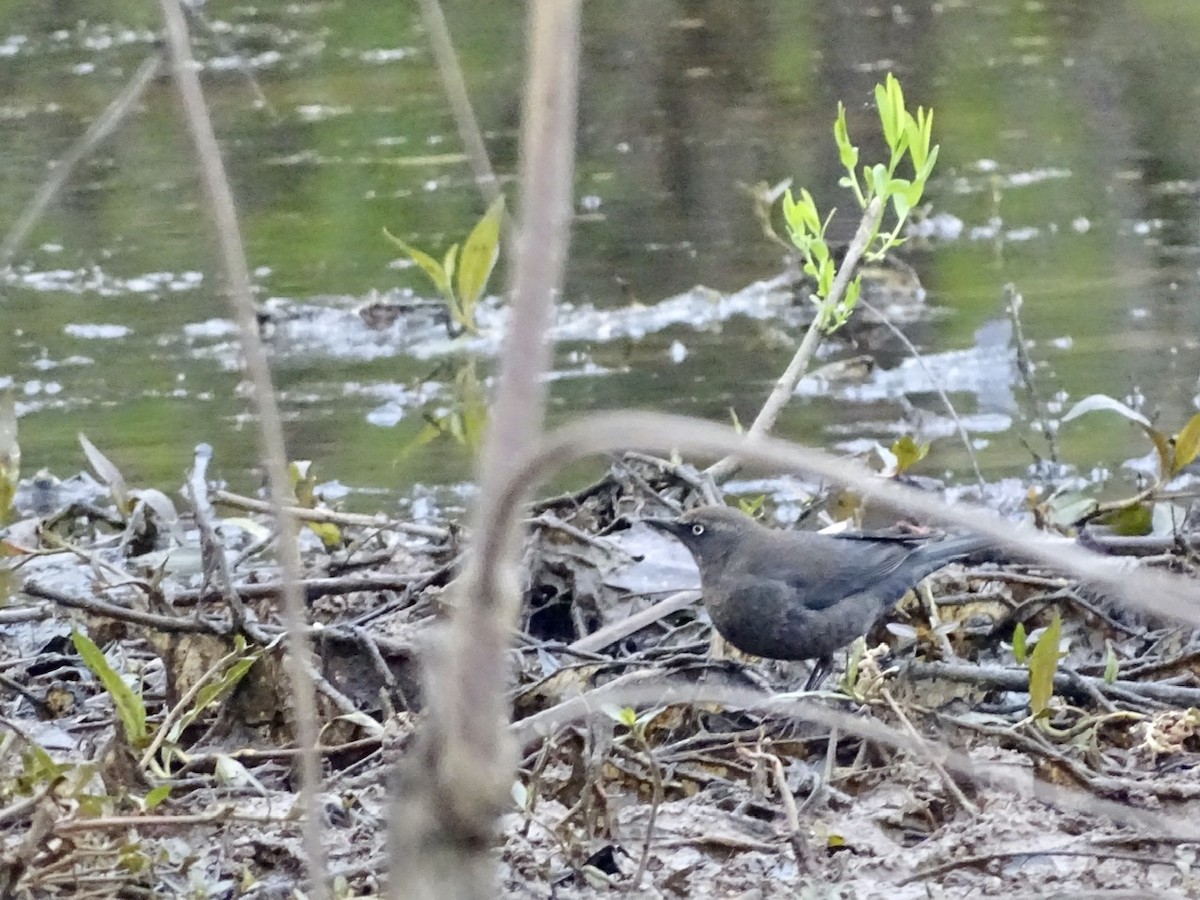 Rusty Blackbird - ML217738671