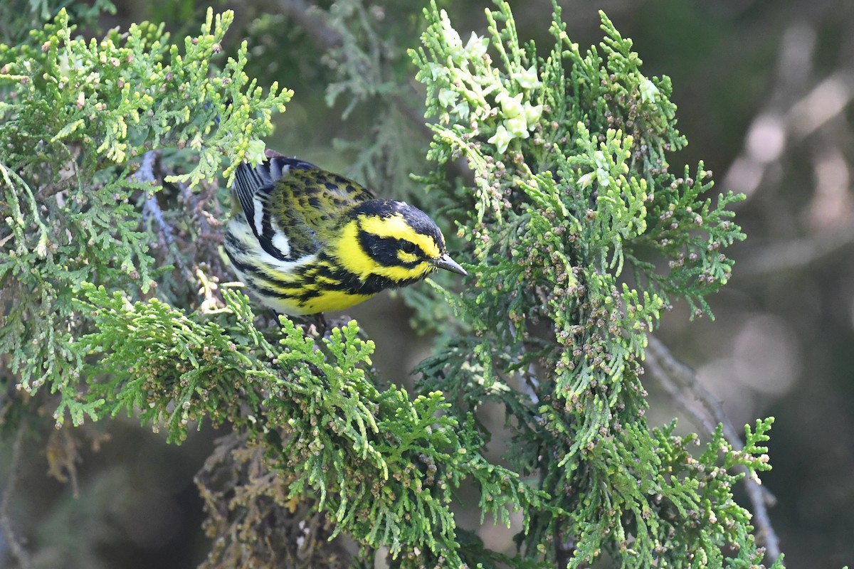 Townsend's Warbler - ML217740471