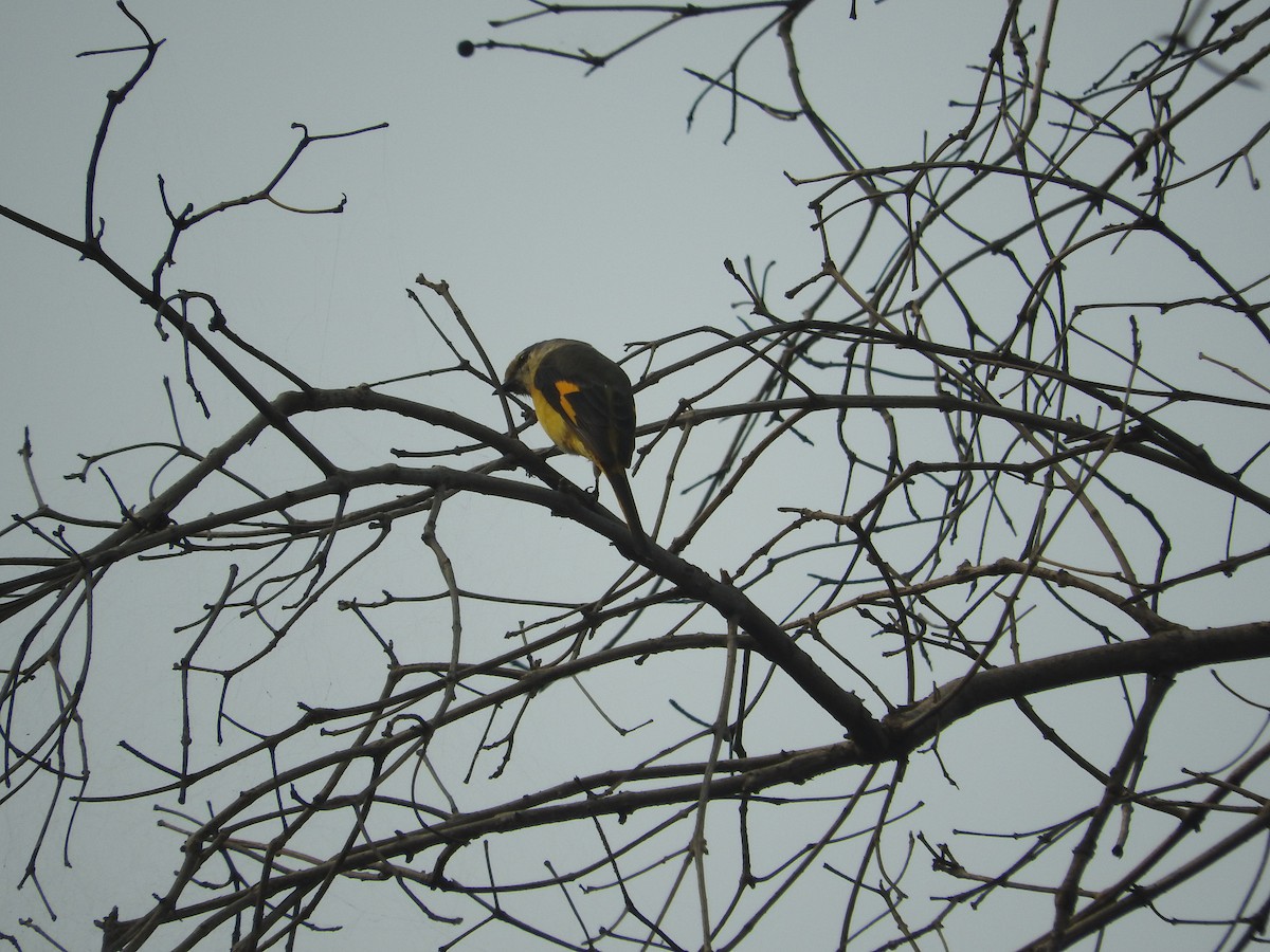 Minivet Colilargo - ML21774201