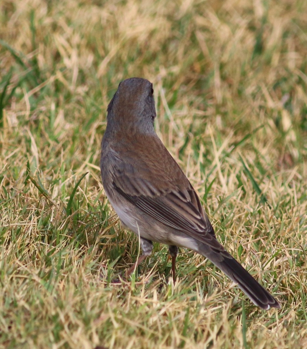 Dark-eyed Junco (Slate-colored/cismontanus) - ML21774241