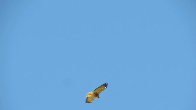 White-tailed Hawk - ML217742441