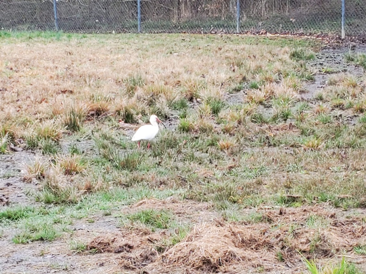 ibis bílý - ML217742711