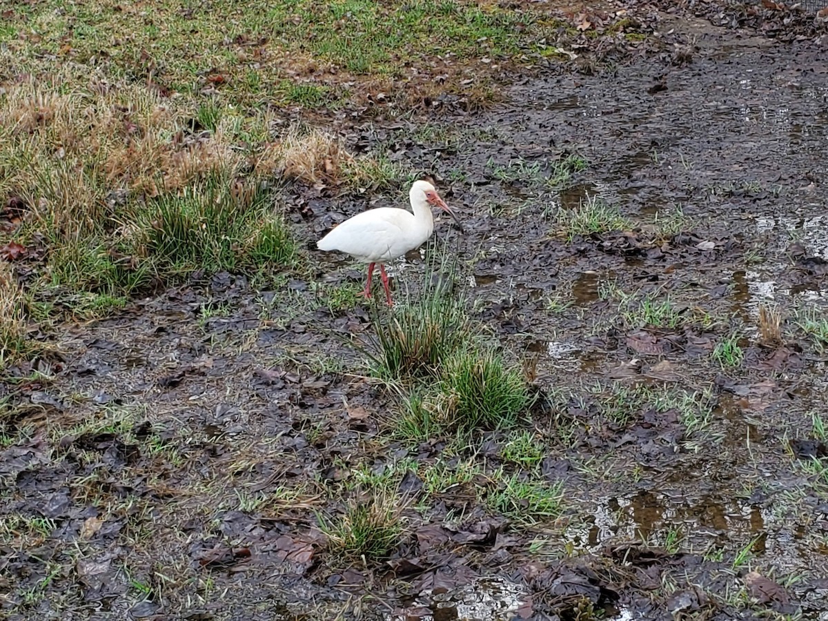 ibis bílý - ML217742731