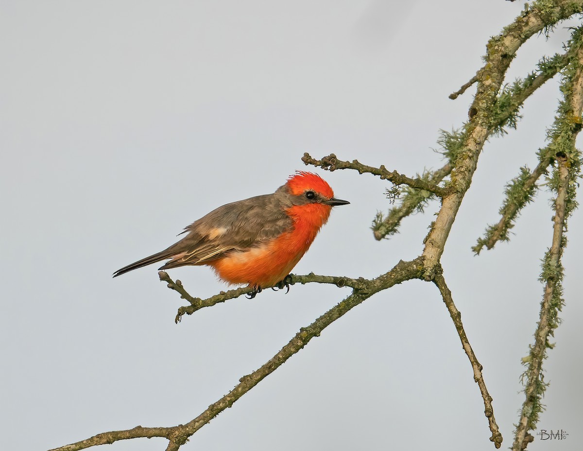 Vermilion Flycatcher - ML217742751