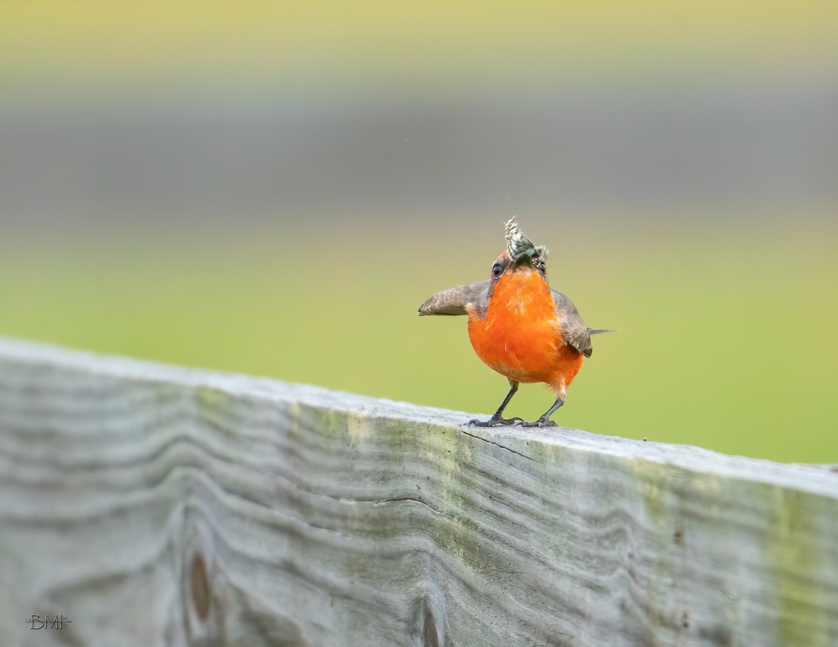 Vermilion Flycatcher - ML217742801