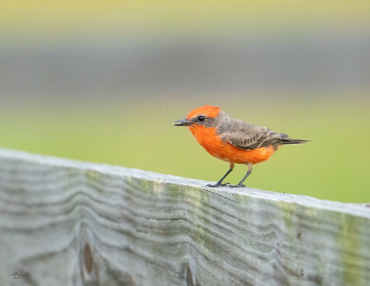 Vermilion Flycatcher - ML217742821