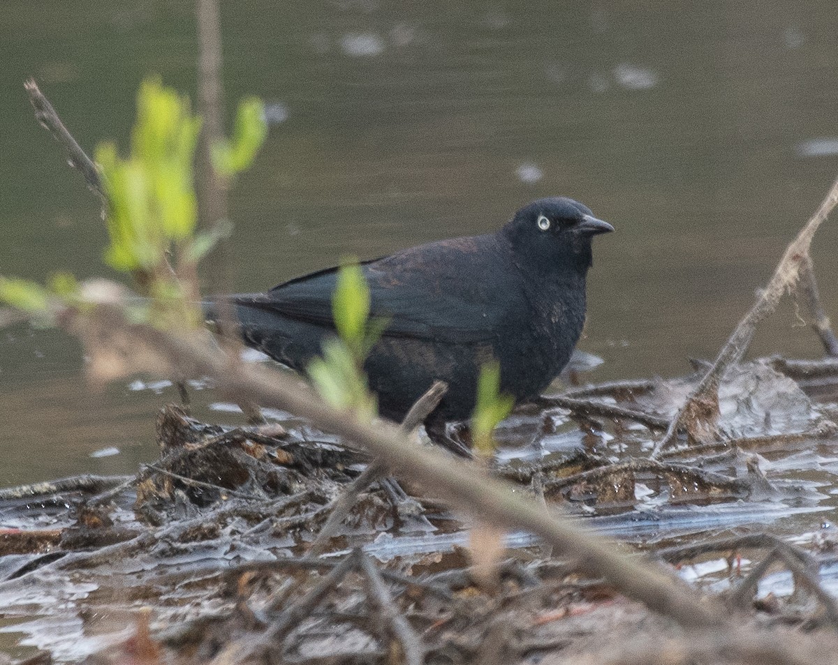 Rusty Blackbird - ML217743331