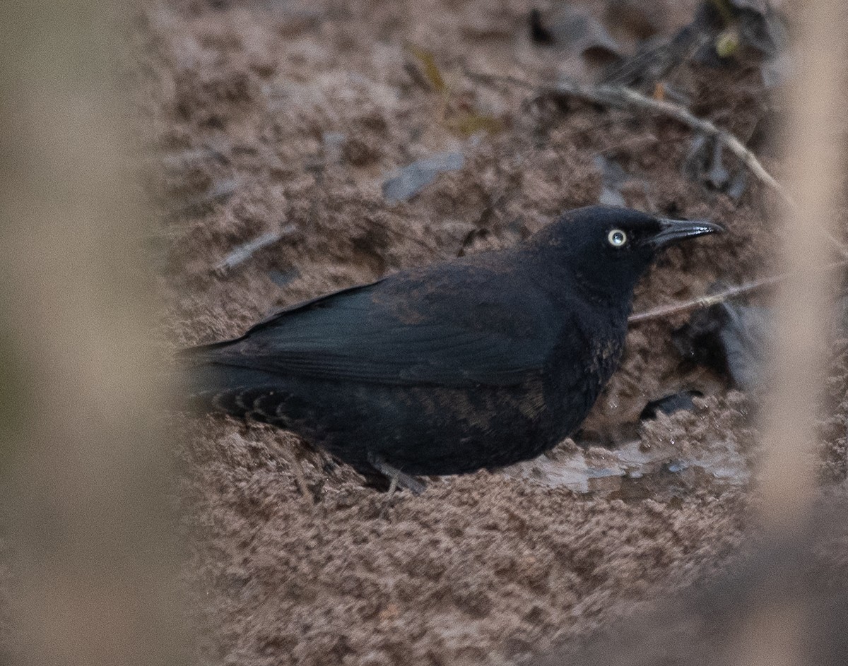 Rusty Blackbird - ML217743341