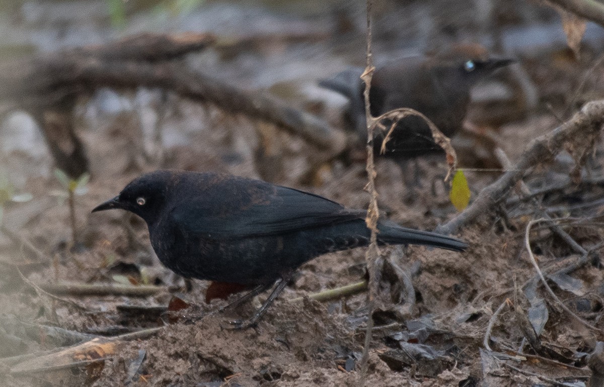 Rusty Blackbird - ML217743351