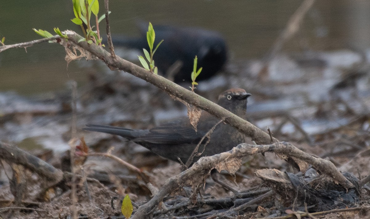 Rusty Blackbird - ML217743361