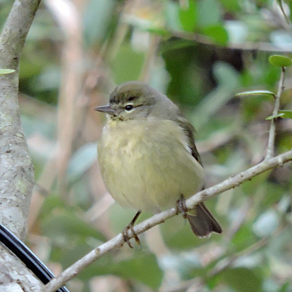 Orange-crowned Warbler - ML217743441