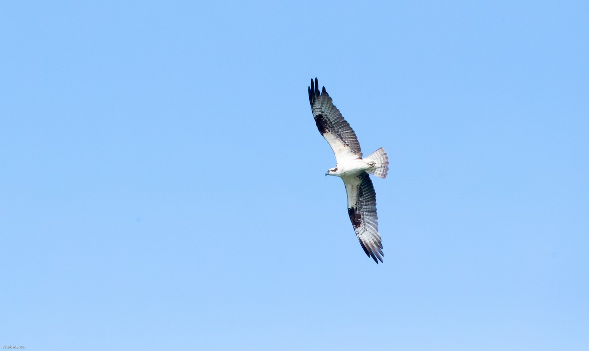 Osprey (American) - ML217746671