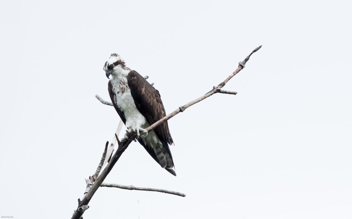 Osprey (American) - ML217746681
