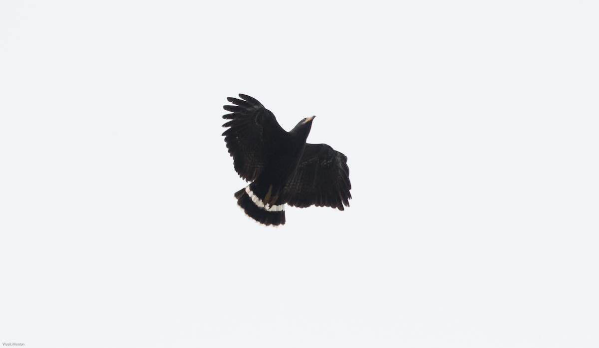 Common Black Hawk (Mangrove) - ML217746741