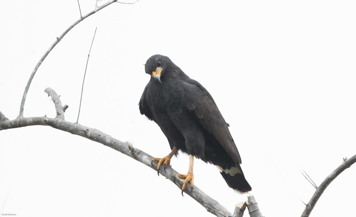 Common Black Hawk (Mangrove) - ML217746751
