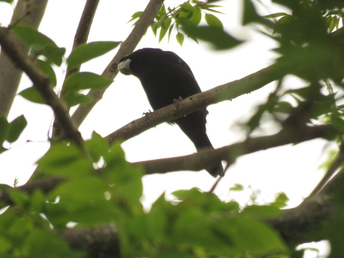 Large-billed Seed-Finch - ML217747361