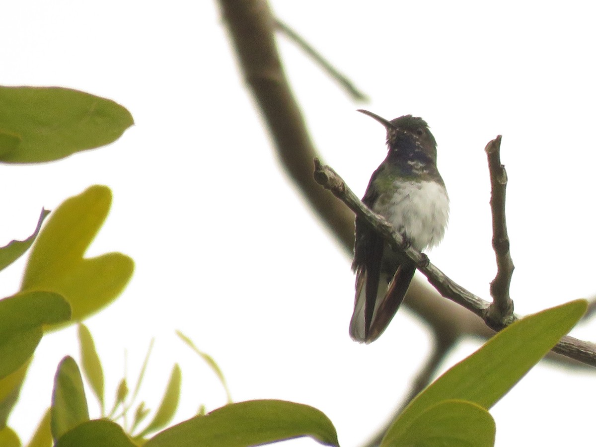 White-necked Jacobin - ML217747561