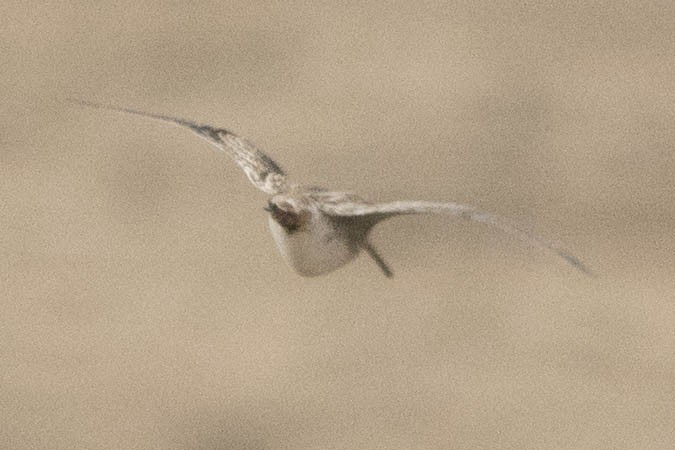 Pin-tailed Snipe - John Puschock