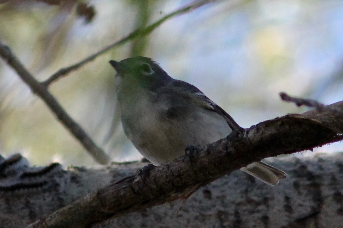 Vireo Plomizo - ML217750291