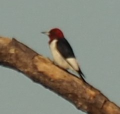 Pic à tête rouge - ML217751771