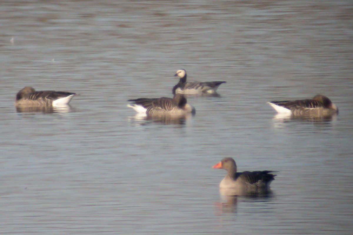 Barnacle Goose - ML217751821