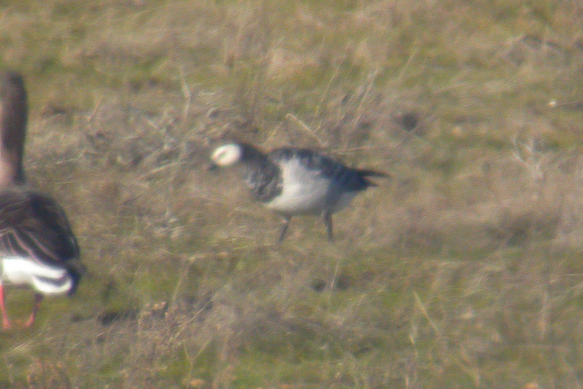 Barnacle Goose - ML217751891