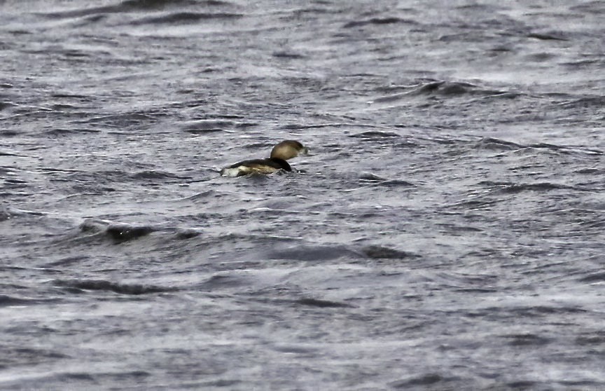 Pied-billed Grebe - ML217752401