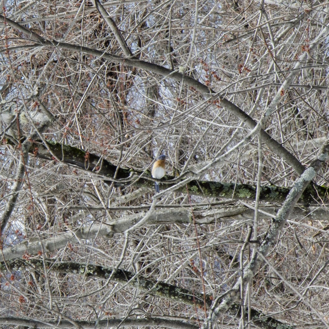 Eastern Bluebird - ML217753401