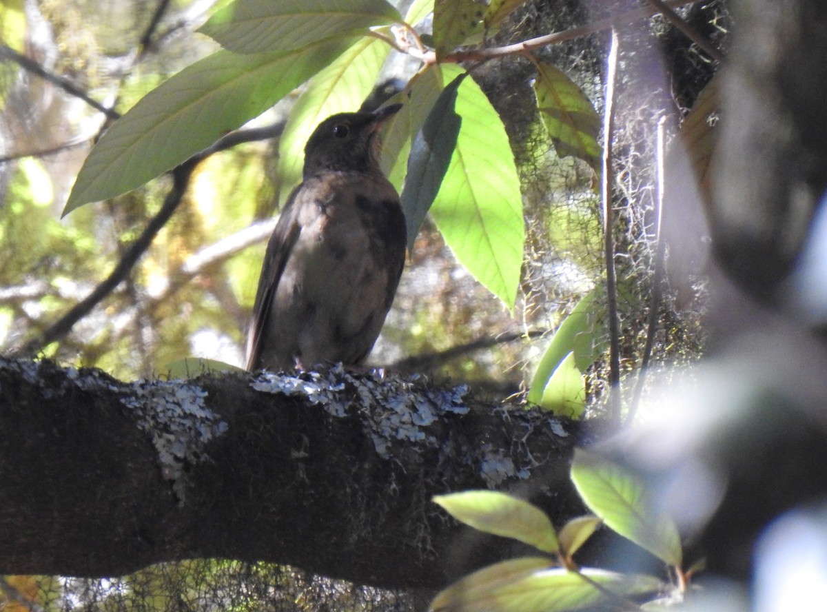 Black Thrush - ML217753521