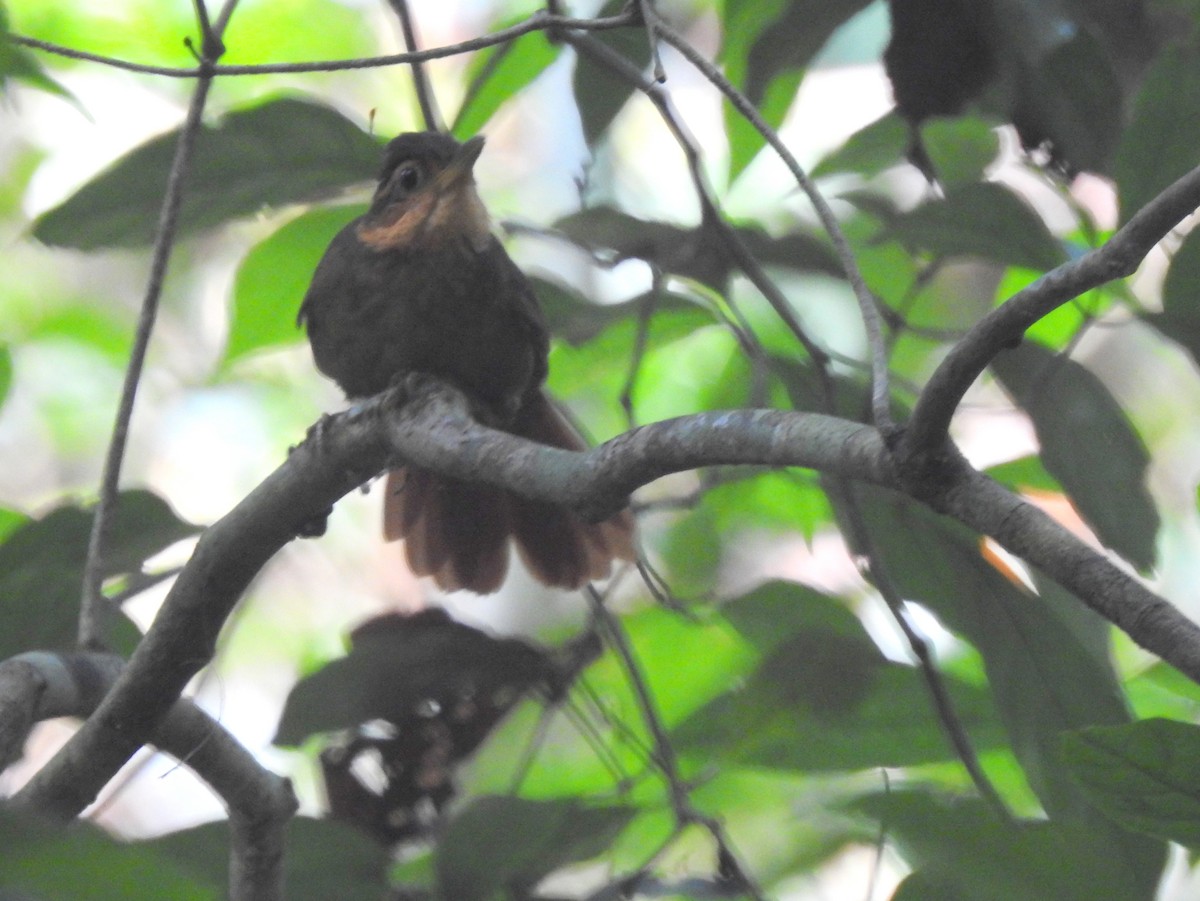 Fawn-throated Foliage-gleaner (Mexican) - ML217753631