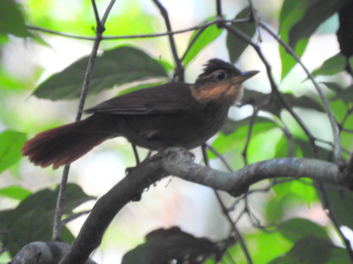 Fawn-throated Foliage-gleaner (Mexican) - ML217753641