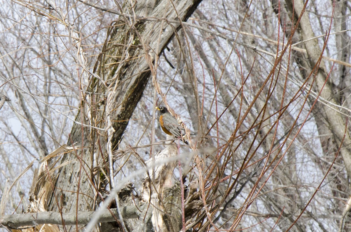 American Robin - ML217754021