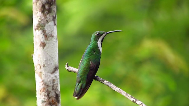 kolibřík tropický - ML217756771