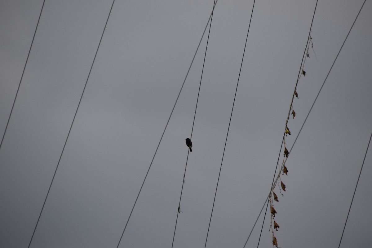 Pied Bushchat - ML217757461