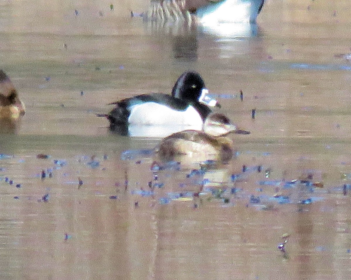 Ruddy Duck - ML217758821