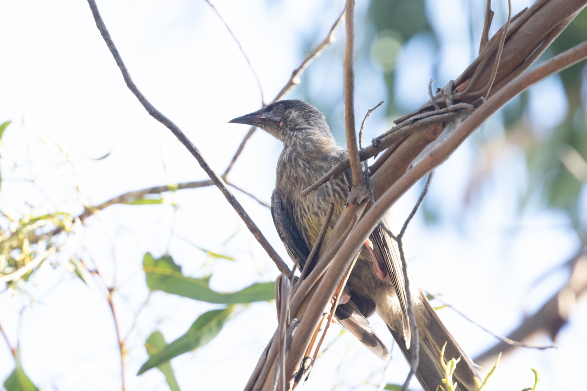 Red Wattlebird - ML217759461