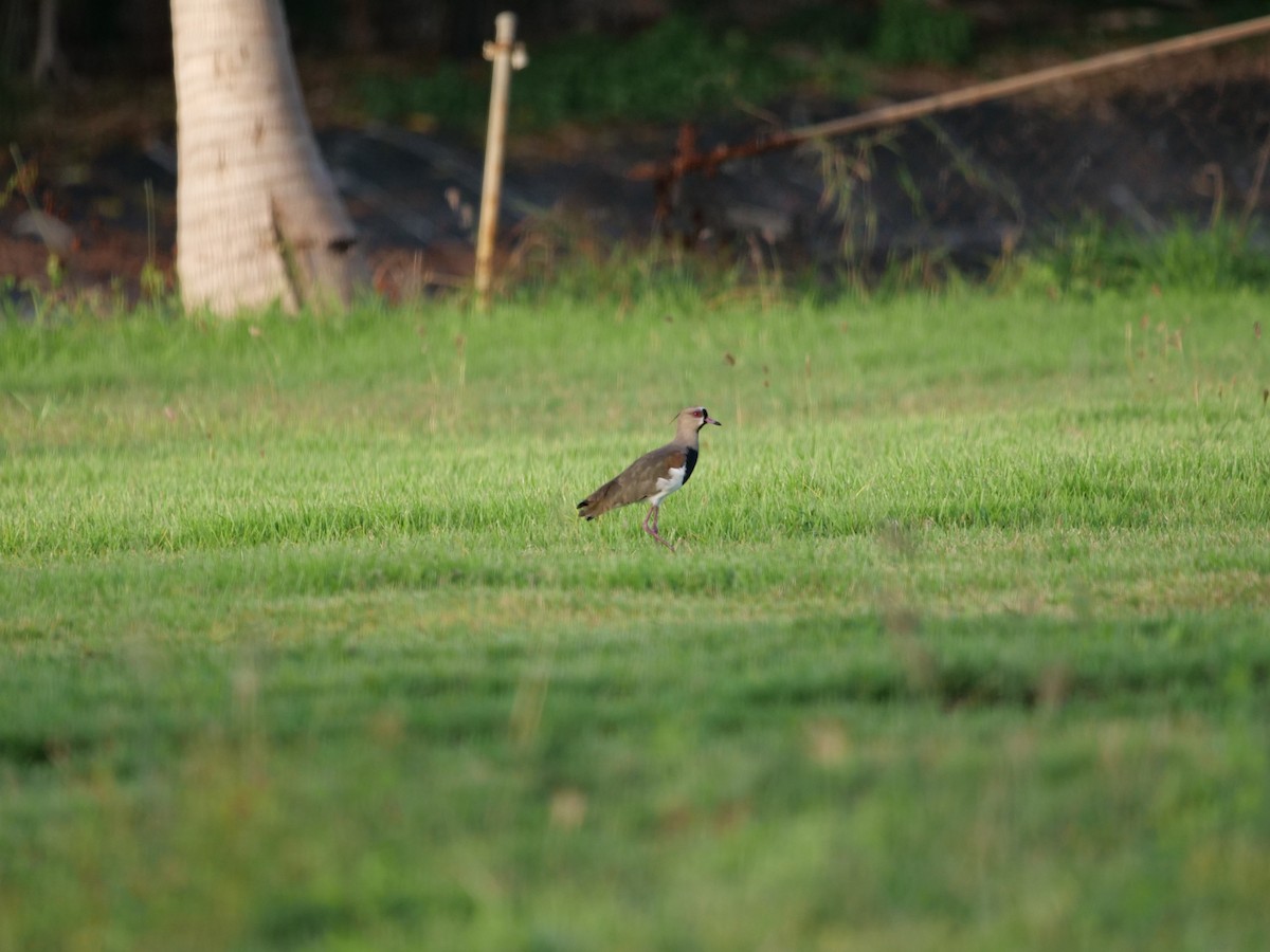 Southern Lapwing - ML217760231