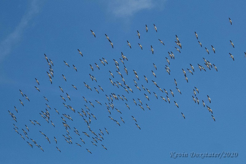 American White Pelican - Kevin Doxstater