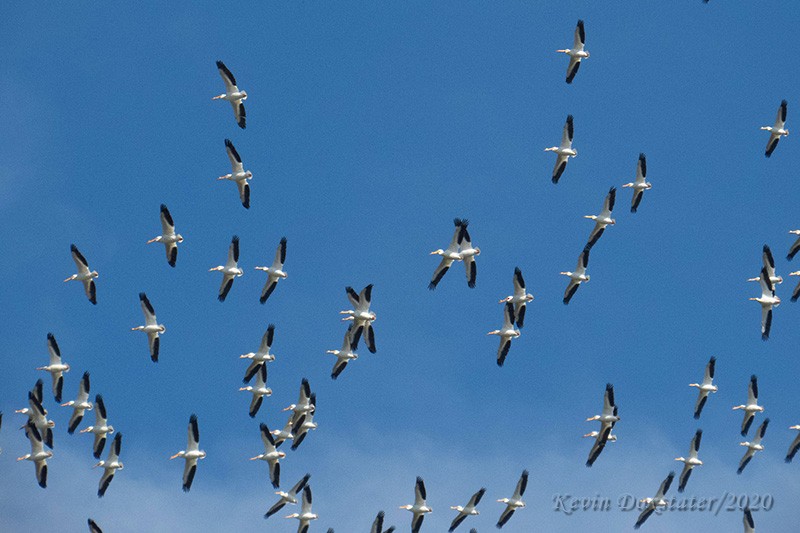 American White Pelican - ML217760431