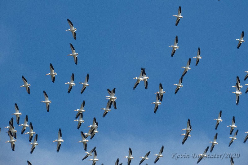 American White Pelican - ML217760431