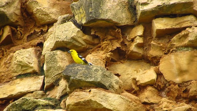 Cardinal à tête jaune - ML217761951