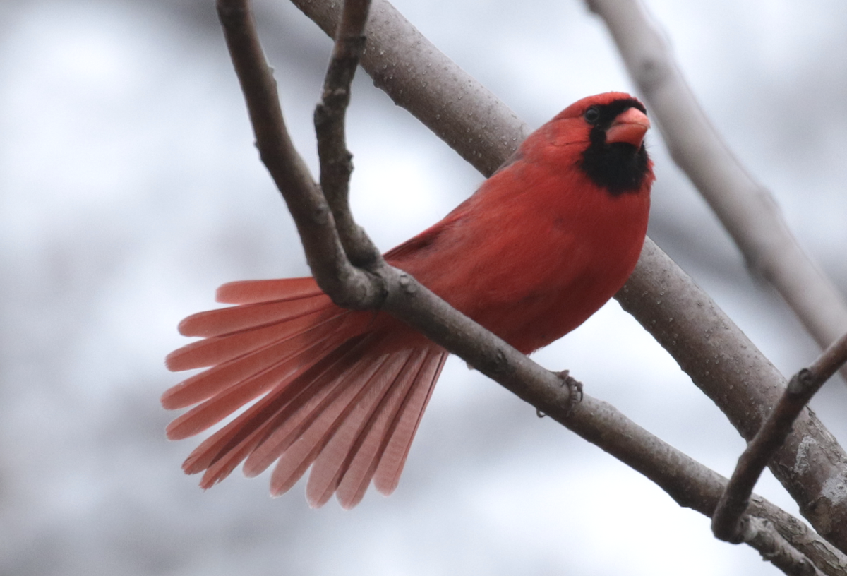 Northern Cardinal - Paul Jacyk
