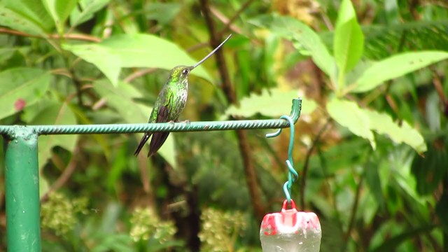 Sword-billed Hummingbird - ML217764221
