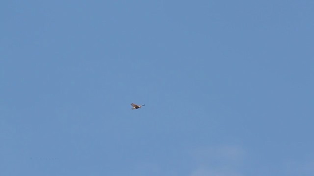 Rough-legged Hawk - ML217764261