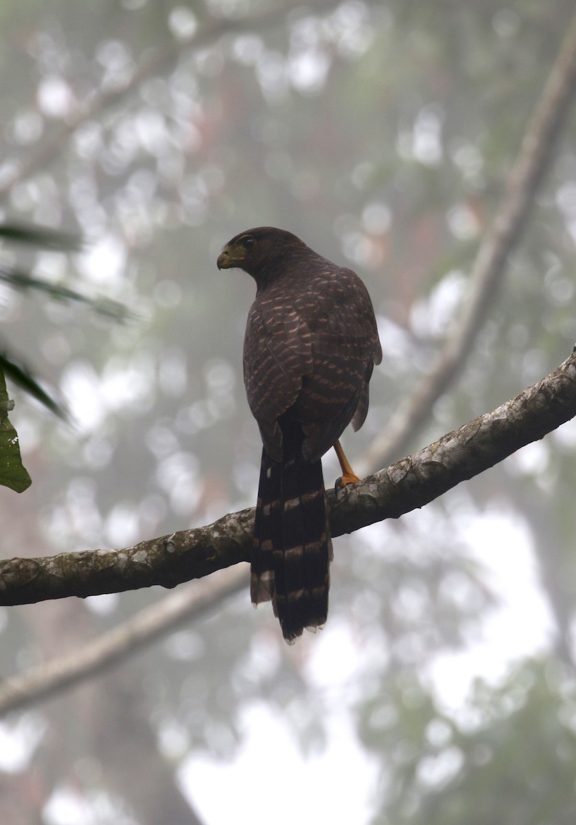 Collared Forest-Falcon - ML217765341